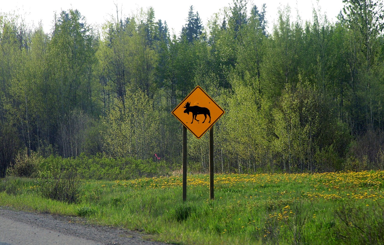 wildlife crossings